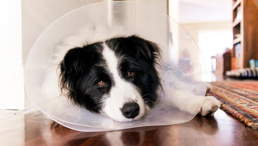 Hot Spots on Dogs Causes Symptoms Treatment Purina